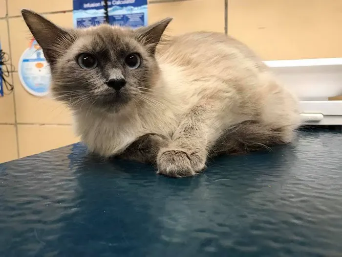 FMA Animal Hospital Picture 7