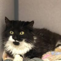 Bachman Ron w DVM ico