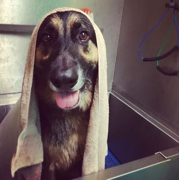 Bachman Ron w DVM Picture 3