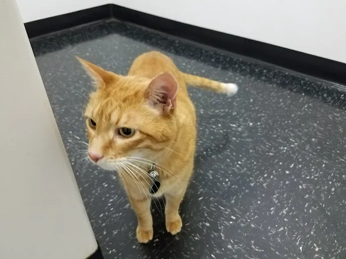 Westwood Animal Hospital Picture 2