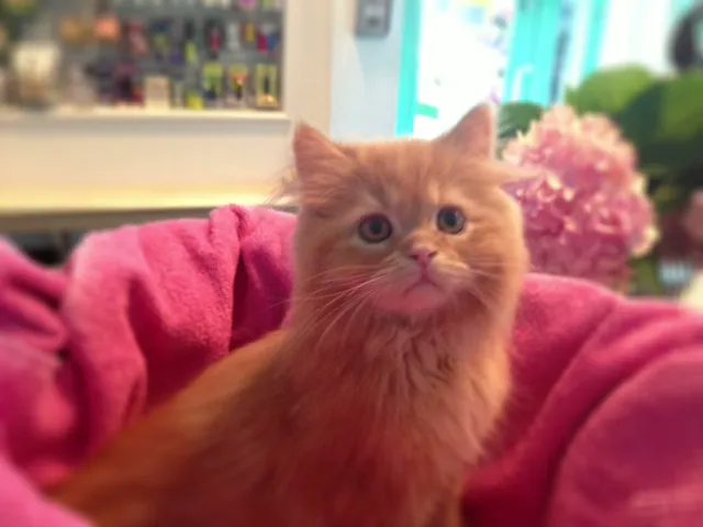 Westwood Animal Hospital Picture 1