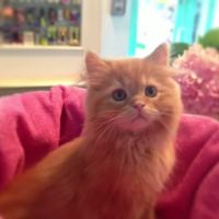 Westwood Animal Hospital ico