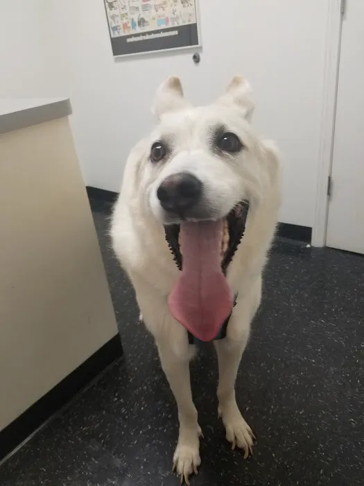 Westwood Animal Hospital Picture 3