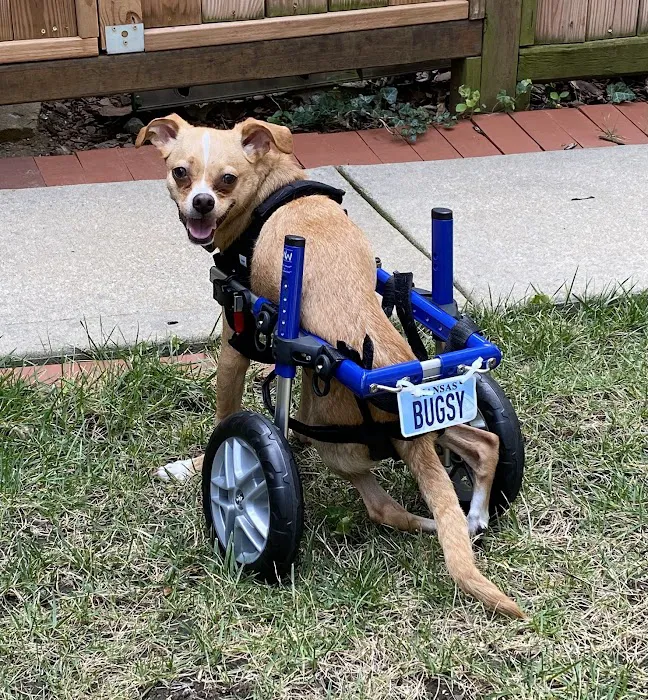 Westwood Animal Hospital Picture 6