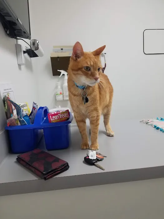 Westwood Animal Hospital Picture 5