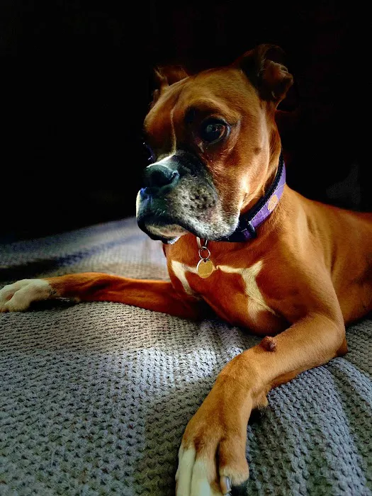 Westwood Animal Hospital Picture 4