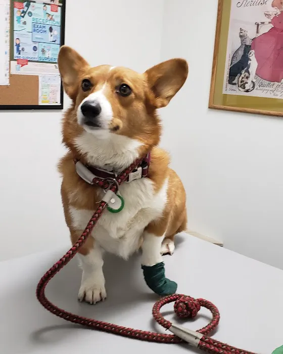 Westwood Animal Hospital Picture 8