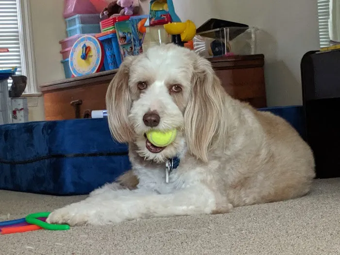 Westwood Animal Hospital Picture 10