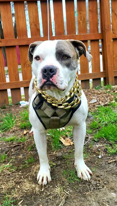 Pet Resource Center of Kansas City Picture 6