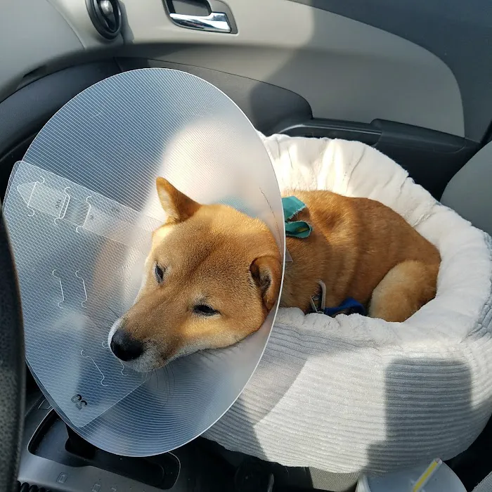 Pet Resource Center of Kansas City Picture 8