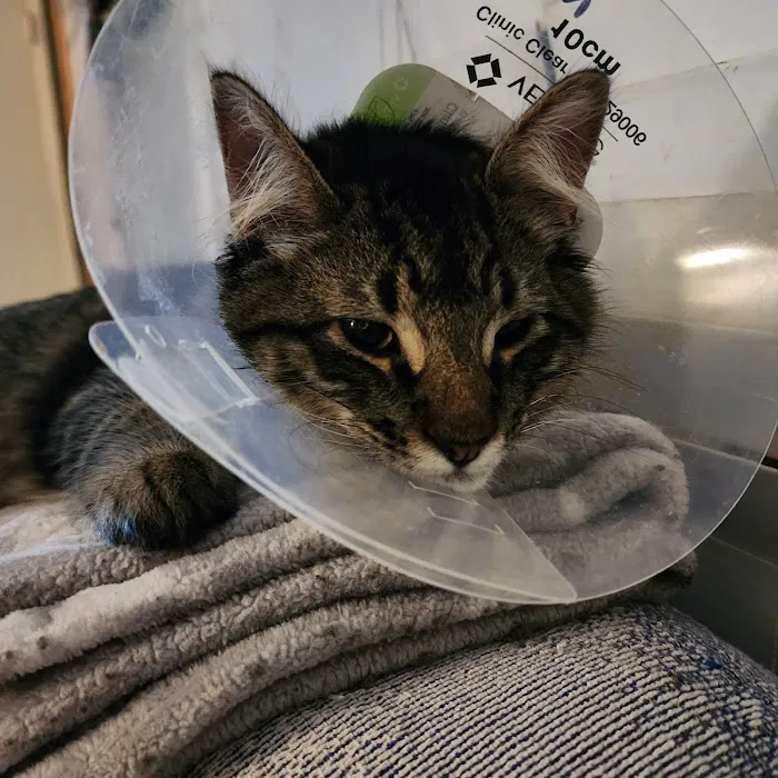 Pet Resource Center of Kansas City Picture 9