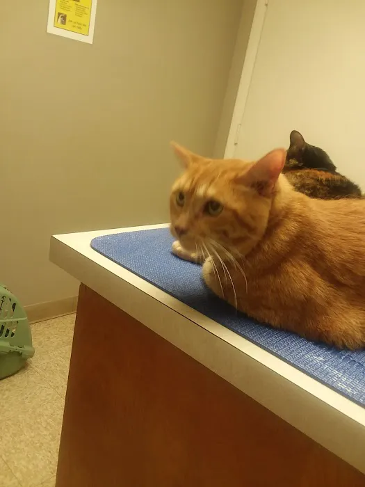 Noah's Ark Animal Clinic Picture 3