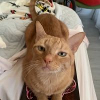 Noah's Ark Animal Clinic ico