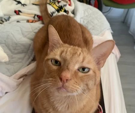 Noah's Ark Animal Clinic