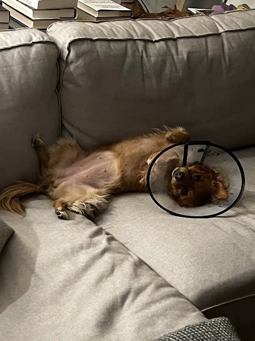 Noah's Ark Animal Clinic Picture 7