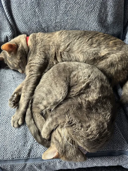 Noah's Ark Animal Clinic Picture 8