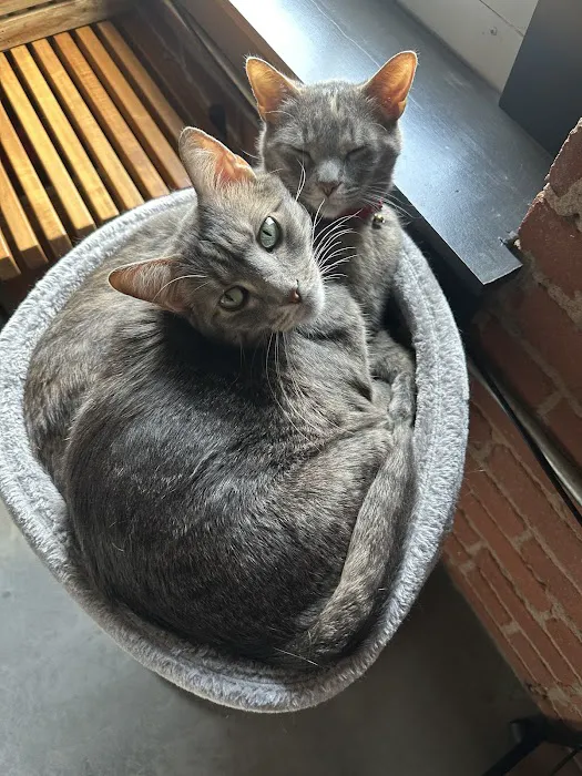 Noah's Ark Animal Clinic Picture 6