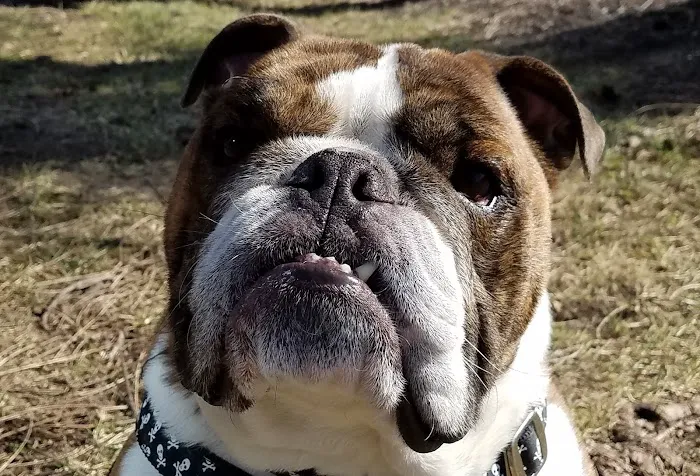 Noah's Ark Animal Clinic Picture 10