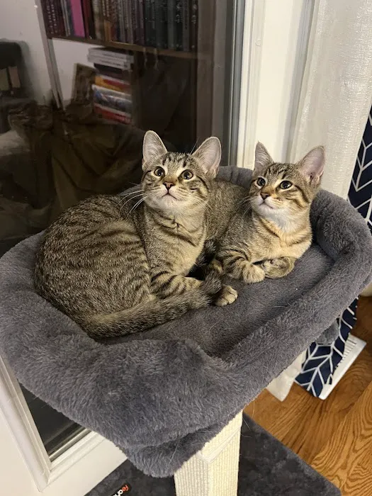 Rockhill Pet Clinic Picture 2