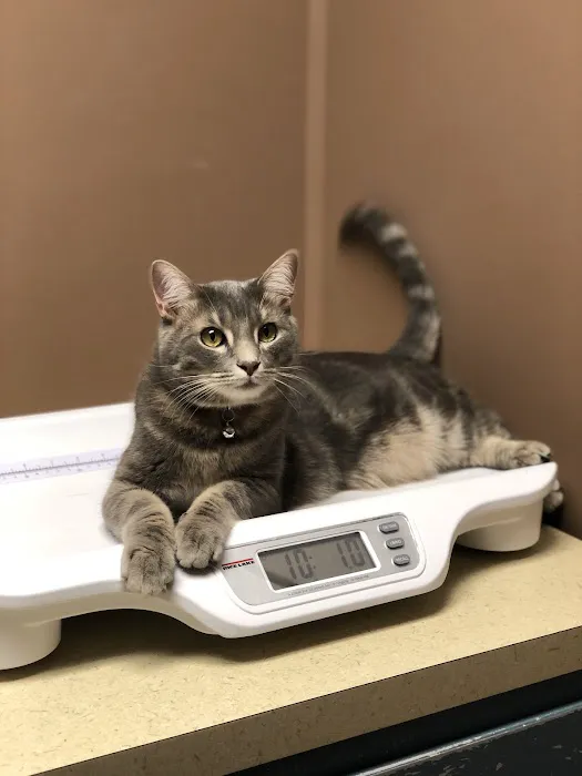 Rockhill Pet Clinic Picture 5