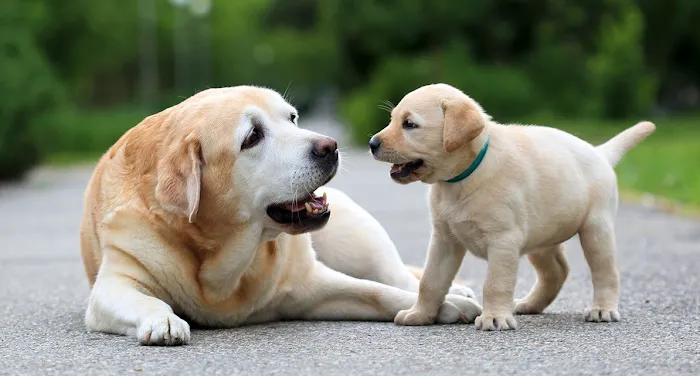 Rockhill Pet Clinic Picture 9