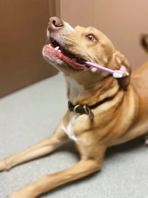 Rockhill Pet Clinic Picture 7