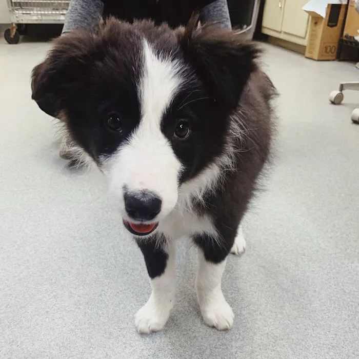 Rockhill Pet Clinic Picture 8