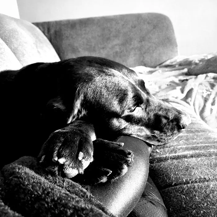 VCA Fairway Animal Hospital Picture 1