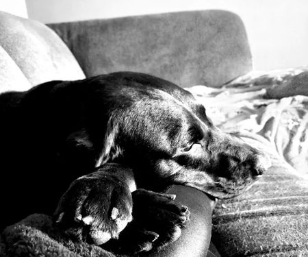 VCA Fairway Animal Hospital