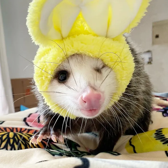 VCA Fairway Animal Hospital Picture 2