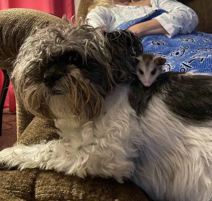 VCA Fairway Animal Hospital Picture 3