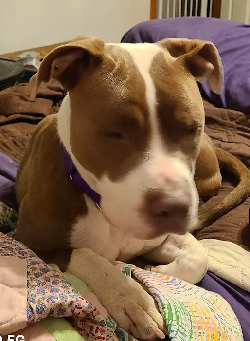 VCA Fairway Animal Hospital Picture 6