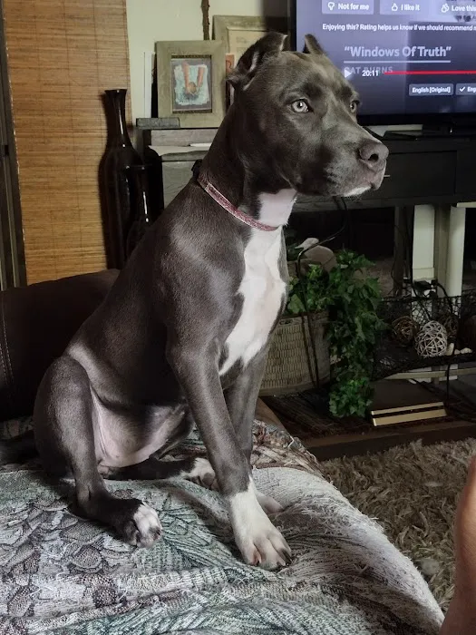 Eastwood Animal Hospital: Goosen J L DVM Picture 1