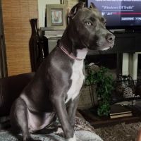 Eastwood Animal Hospital: Goosen J L DVM ico