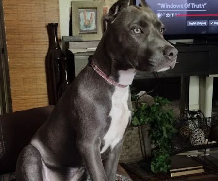 Eastwood Animal Hospital: Goosen J L DVM