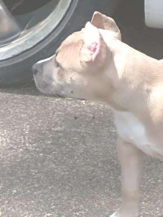 Eastwood Animal Hospital: Goosen J L DVM Picture 2