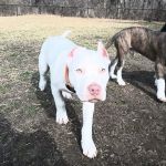 Eastwood Hills Animal Hospital