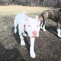 Eastwood Hills Animal Hospital ico