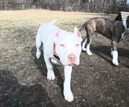 Eastwood Hills Animal Hospital