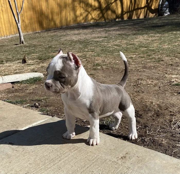 Eastwood Hills Animal Hospital Picture 5