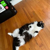 Mill Creek Animal Hospital ico