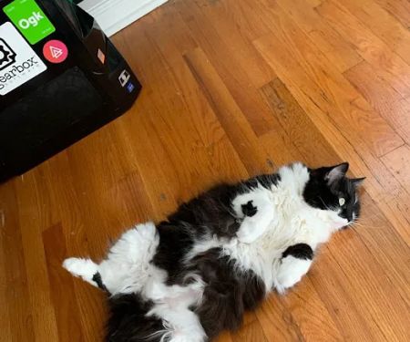 Mill Creek Animal Hospital