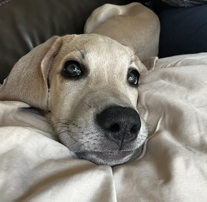 Mill Creek Animal Hospital Picture 4