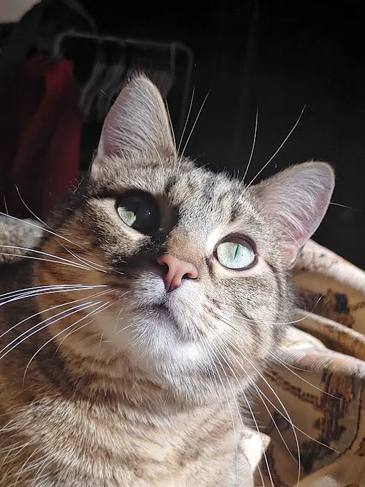 Mill Creek Animal Hospital Picture 6