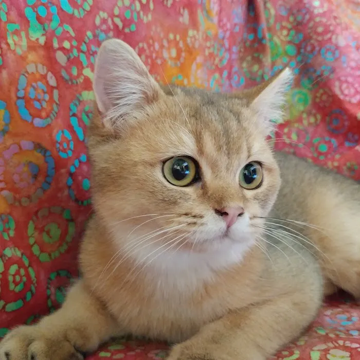 Mill Creek Animal Hospital Picture 10