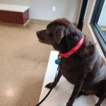 Sunflower Animal Hospital