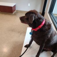 Sunflower Animal Hospital ico