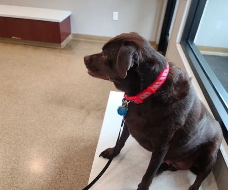 Sunflower Animal Hospital