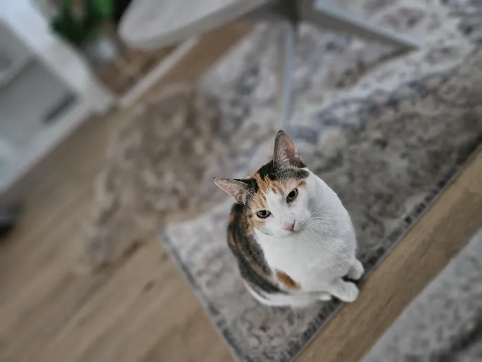 Sunflower Animal Hospital Picture 6