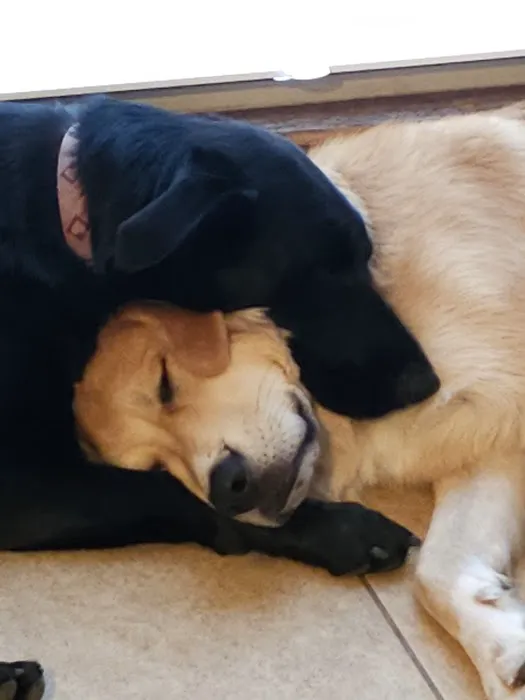 Sunflower Animal Hospital Picture 7